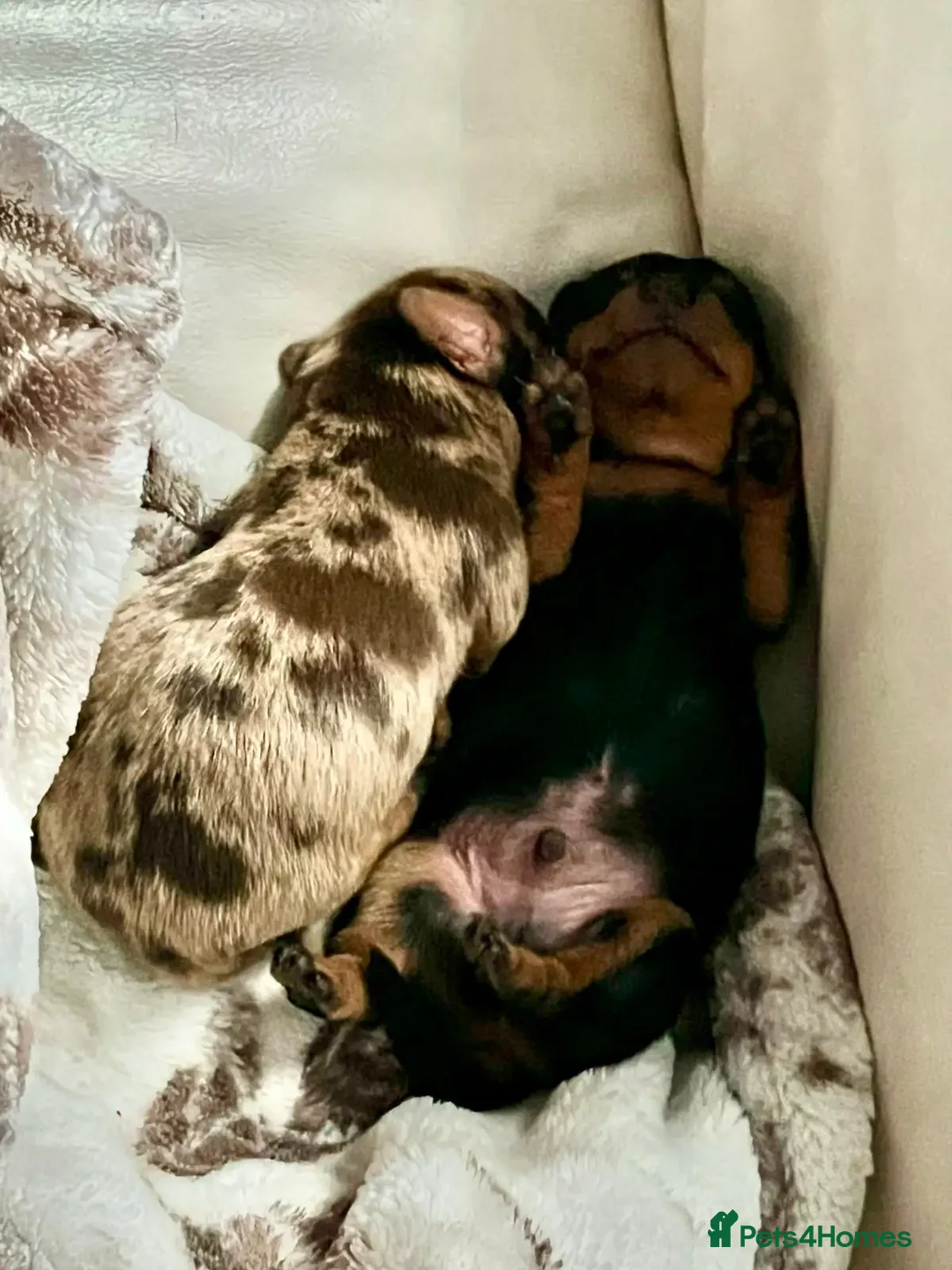 Miniature Dachshund dogs for sale: Being raised right - mini dachshunds - Advert 5