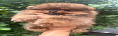 Pomeranian 2