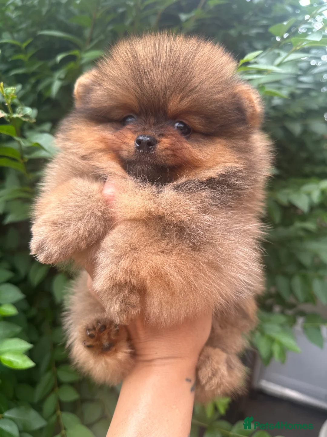 Pomeranian dogs for sale: 🏆KC show quality Pomeranian females🏆 - Advert 4