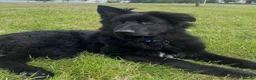 German Shepherd dogs for sale: Solid Black Long-Coat German Shepherd – KC Reg - Advert 4