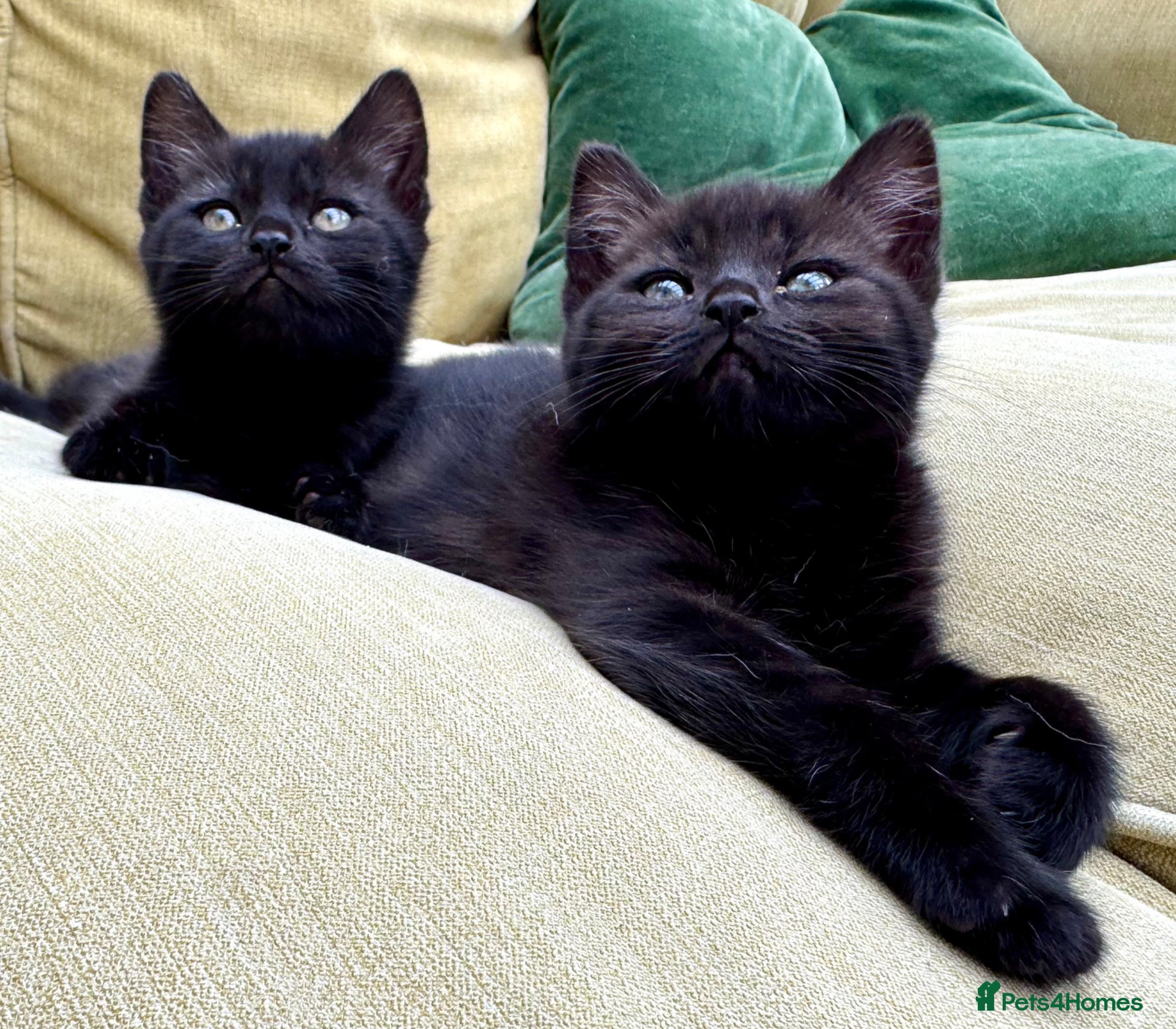 British Shorthair cats British Shorthair kittens - Advert 1