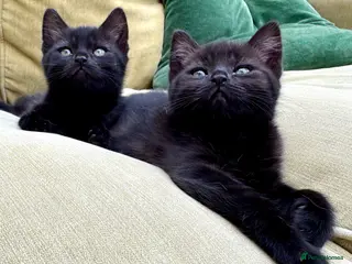 British Shorthair cats British Shorthair kittens - Advert 1