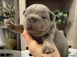French Bulldog dogs French bulldog puppies - Advert 17