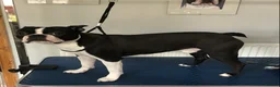 Boston Terrier dogs for stud: 🇺🇸 Boston Terrier For Stud 🇺🇸 in Croydon - Advert 11