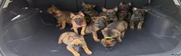 Belgian Shepherd Dog dogs for sale: Belgium Mali pups - Advert 9