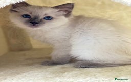 Ragdoll cats for sale: Luxury Champion Line Ragdoll Pedigree Kittens - Image 9