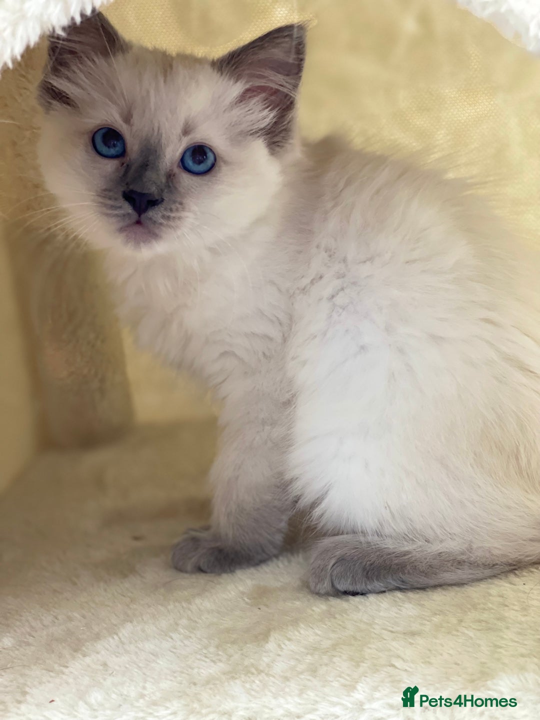 Ragdoll cats for sale: Luxury Champion Line Ragdoll Pedigree Kittens - Image 9