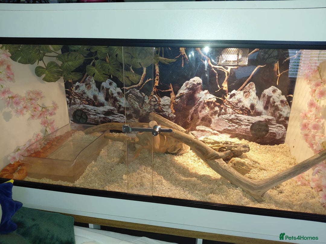 Corn Snake reptiles for sale: Corn snake  - Image 6
