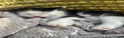 Turkish Van cats for sale: Kittens for sale  - Advert 8