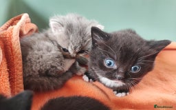 Munchkin cats for sale: Munchkin x Devon rex  - Image 5