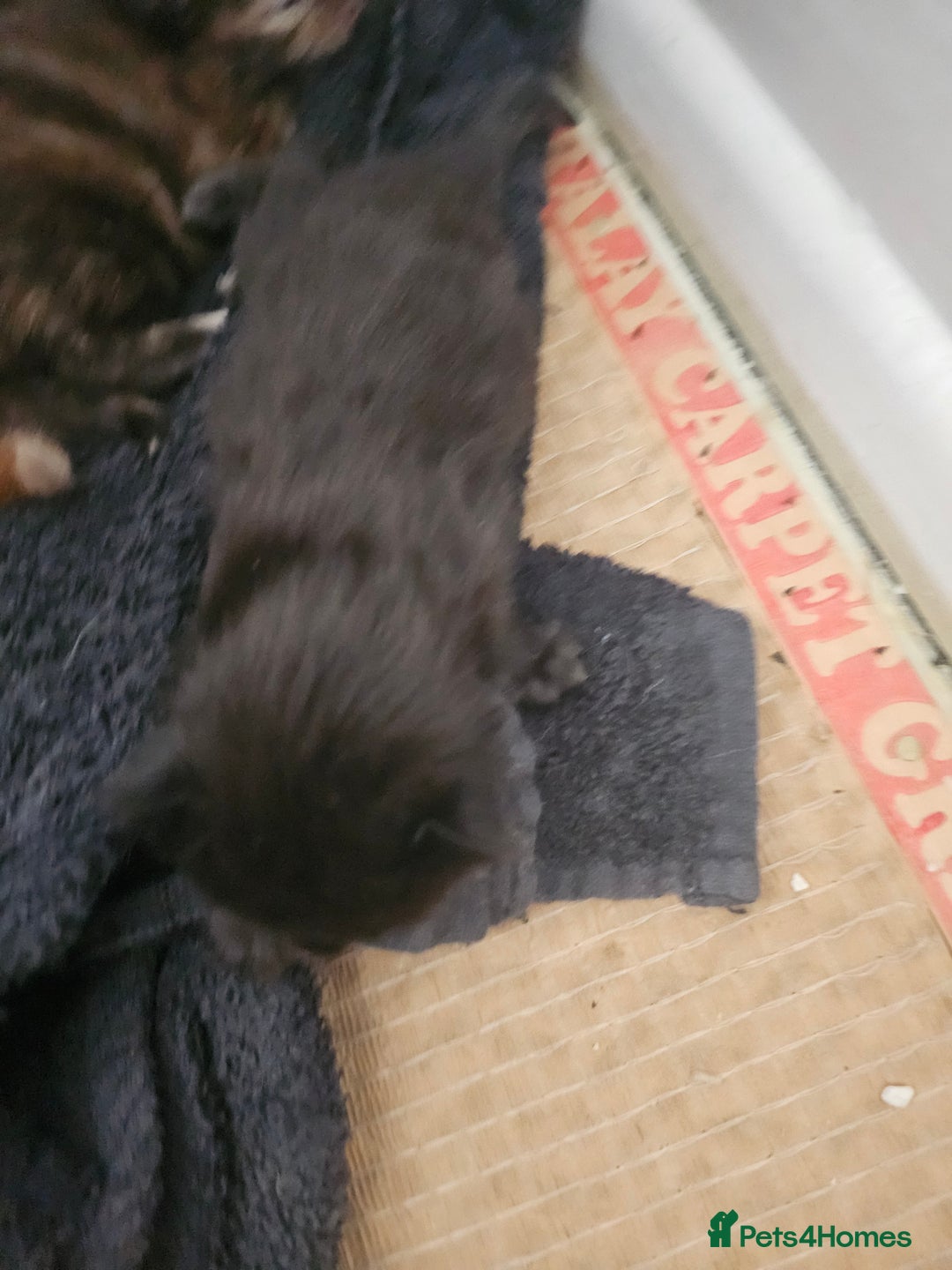 Mixed Breed cats for sale: Georous ginger female tabbies, grey tabby, torties - Advert 17