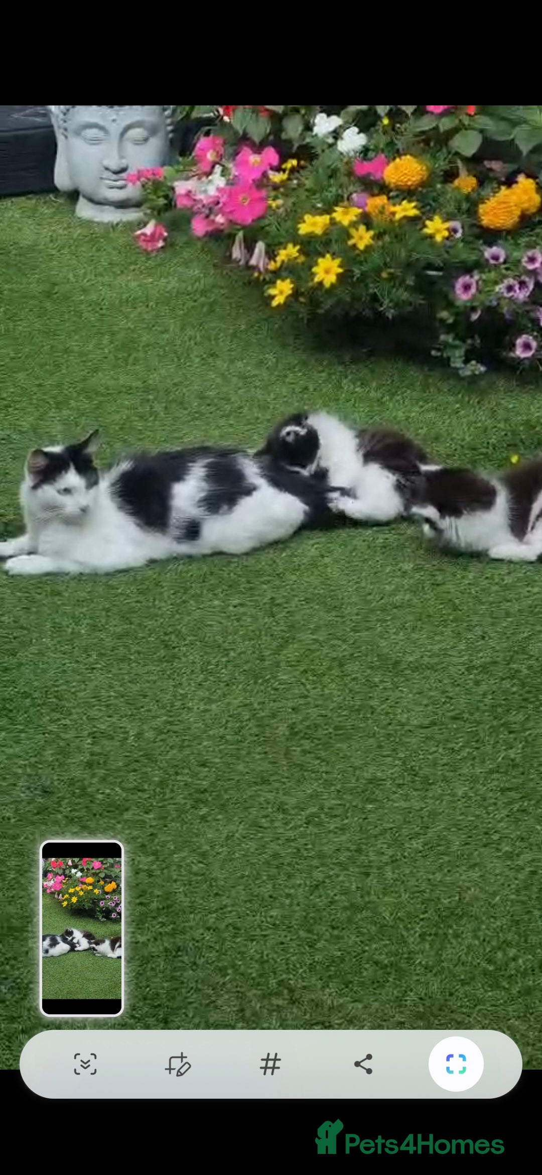 British Longhair cats for sale: 3 kittens available - Image 3