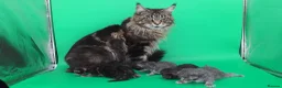 Maine Coon cats for sale: Tica beautiful Maine Coon kittens  - Advert 16