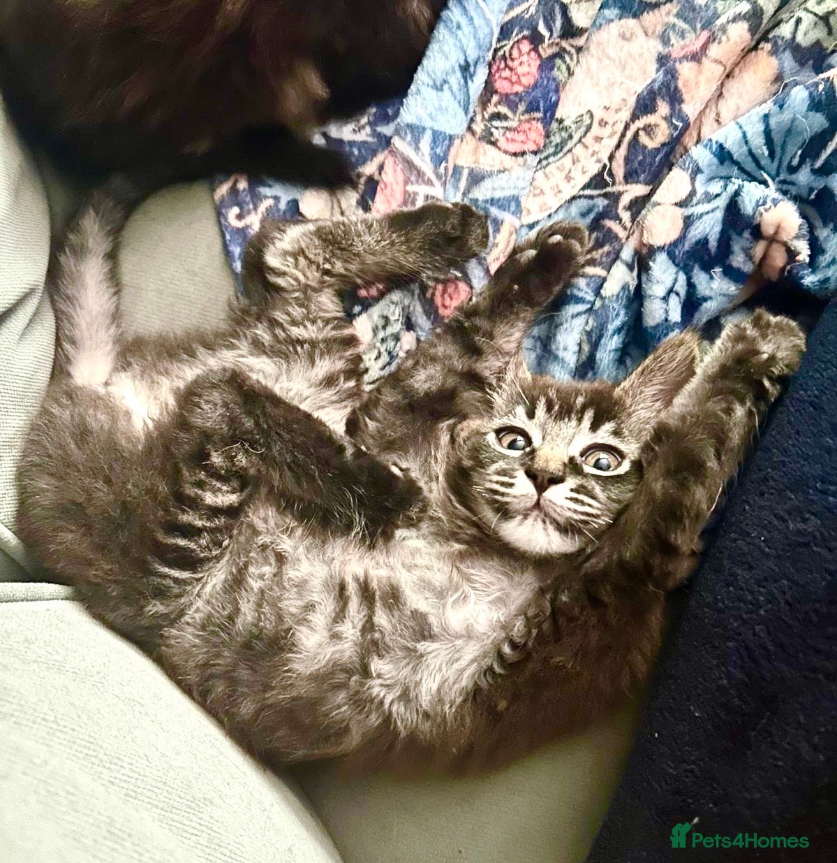 Maine Coon cats MaineCoon Ragdoll cross *Ragcoon* Pedigree Parents - Advert 5