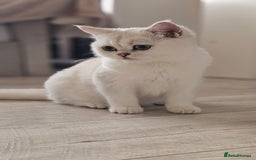 British Shorthair cats for sale: Girl cat - Image 2
