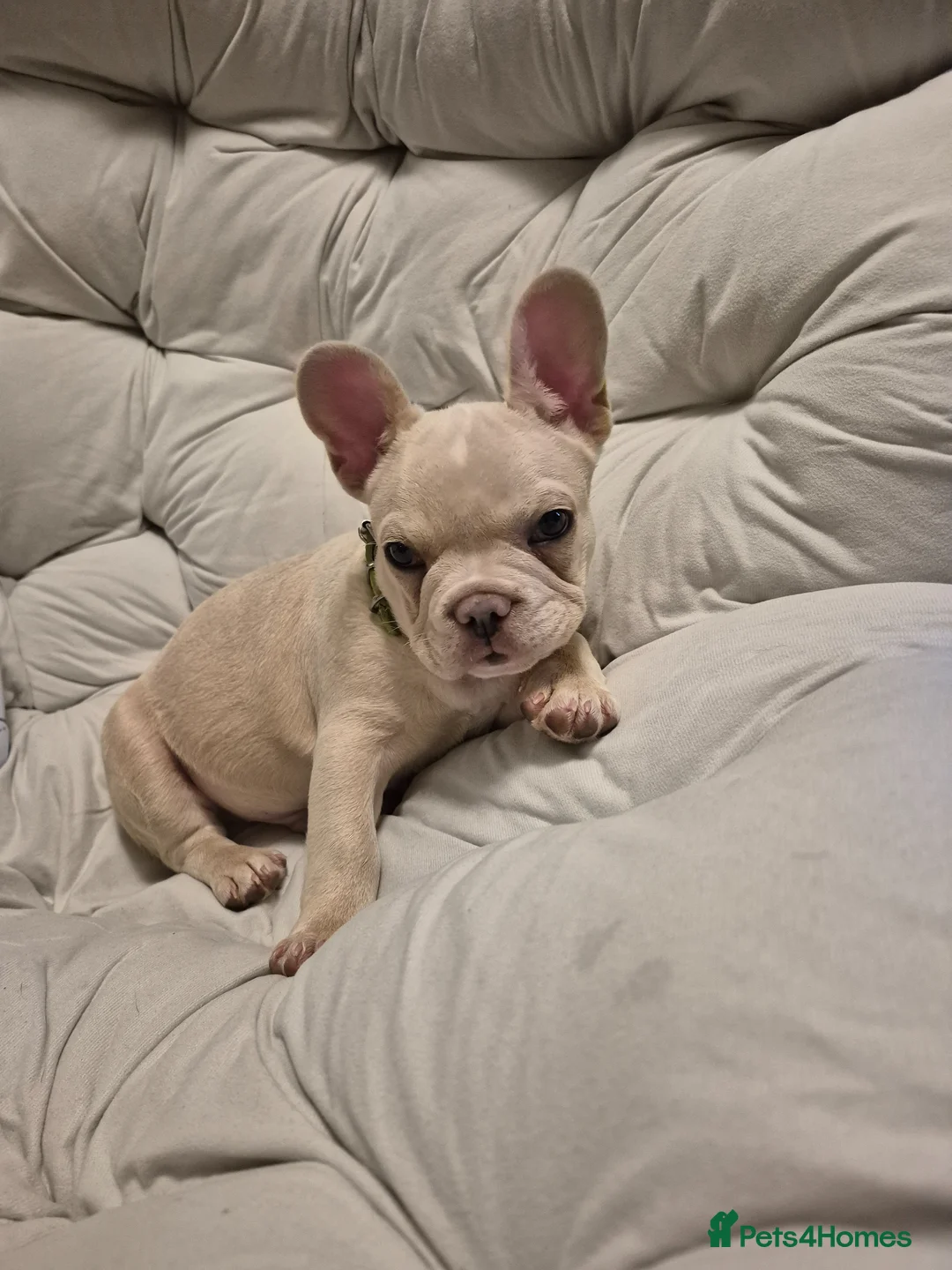 French Bulldog dogs for sale: One stunning DWKC pup left  - Advert 1