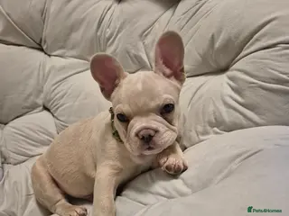 French Bulldog dogs One stunning DWKC pup left - Advert 1