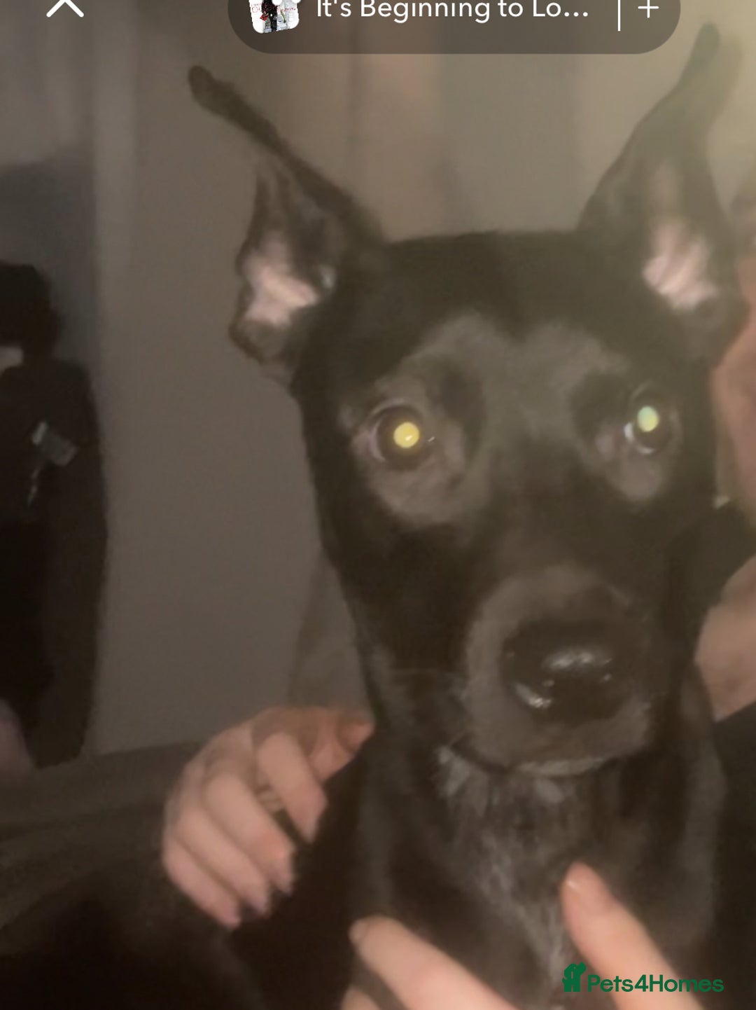 Mixed Breed dogs for sale: 4 pups - Advert 4