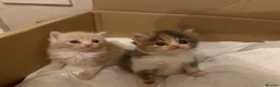 Exotic cats for sale: 🐾 Beautiful Exotic-Type Longhair Kittens 🐾 in Leeds - Advert 5