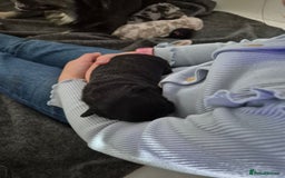 French Bulldog dogs for sale: 3 female french bulldogs - Advert 14