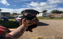 Rottweiler dogs for sale: beautiful pedigree rottweilers  - Image 30