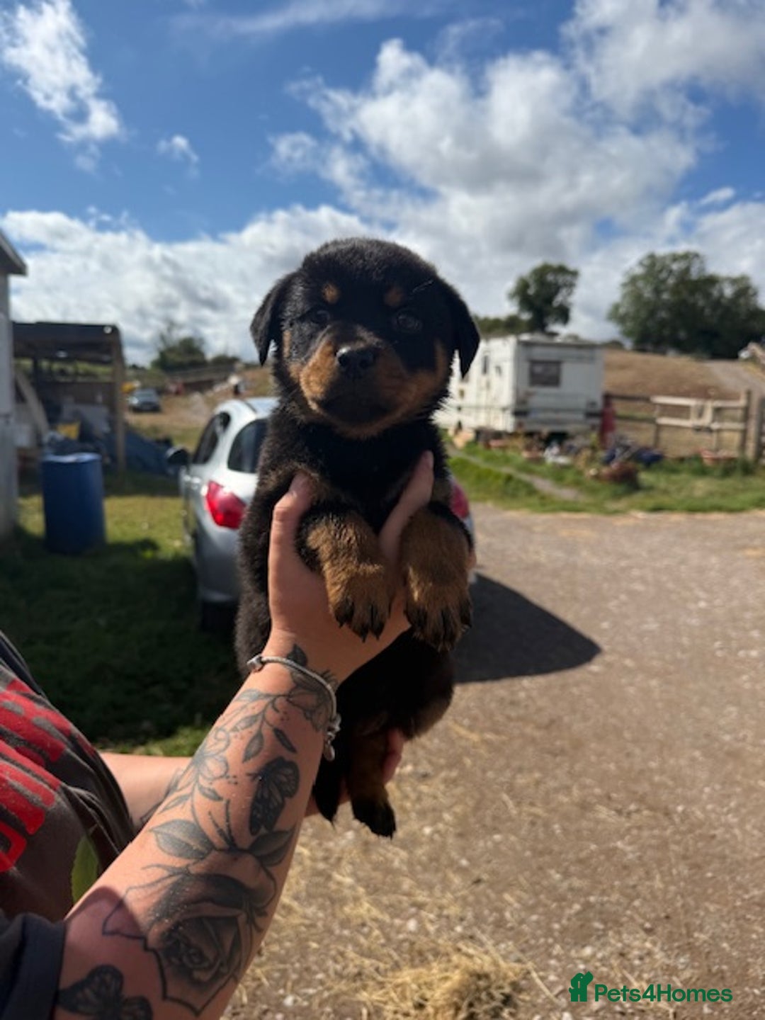 Rottweiler dogs for sale: beautiful pedigree rottweilers  - Image 30