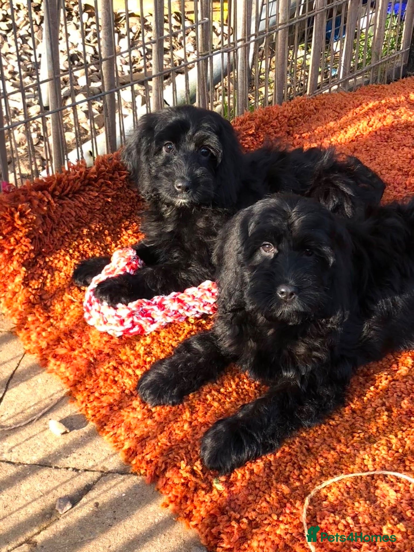 Cockapoo dogs 🐾 Fully vaccinated Miniature Cockapoo Puppies 🐾 - Advert 1