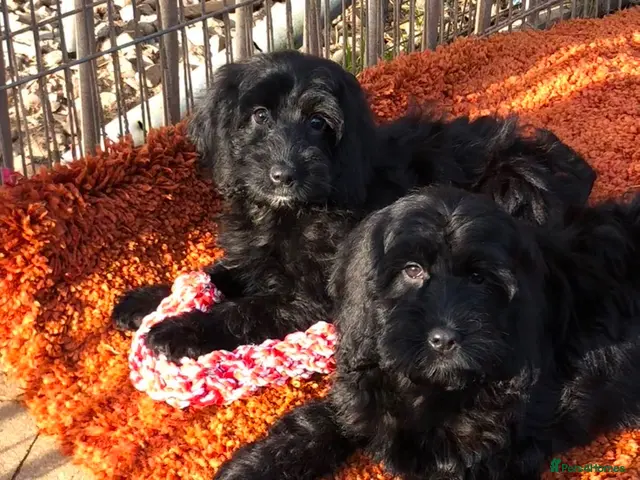Cockapoo dogs for sale: Cockapoo pups REDUCED last 3 - Advert 1