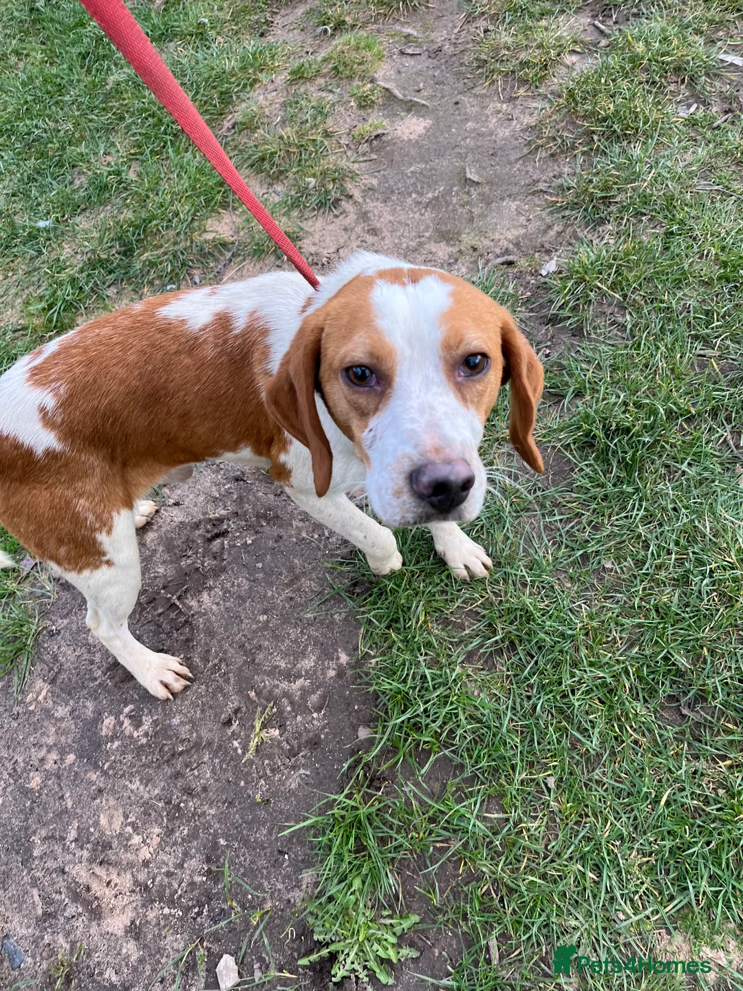 Beagle dogs for stud: Rocko pure beagle stud  in Doncaster - Advert 9