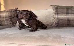 Cocker Spaniel dogs for sale: Cocker spaniel puppies 🐶 - Image 4