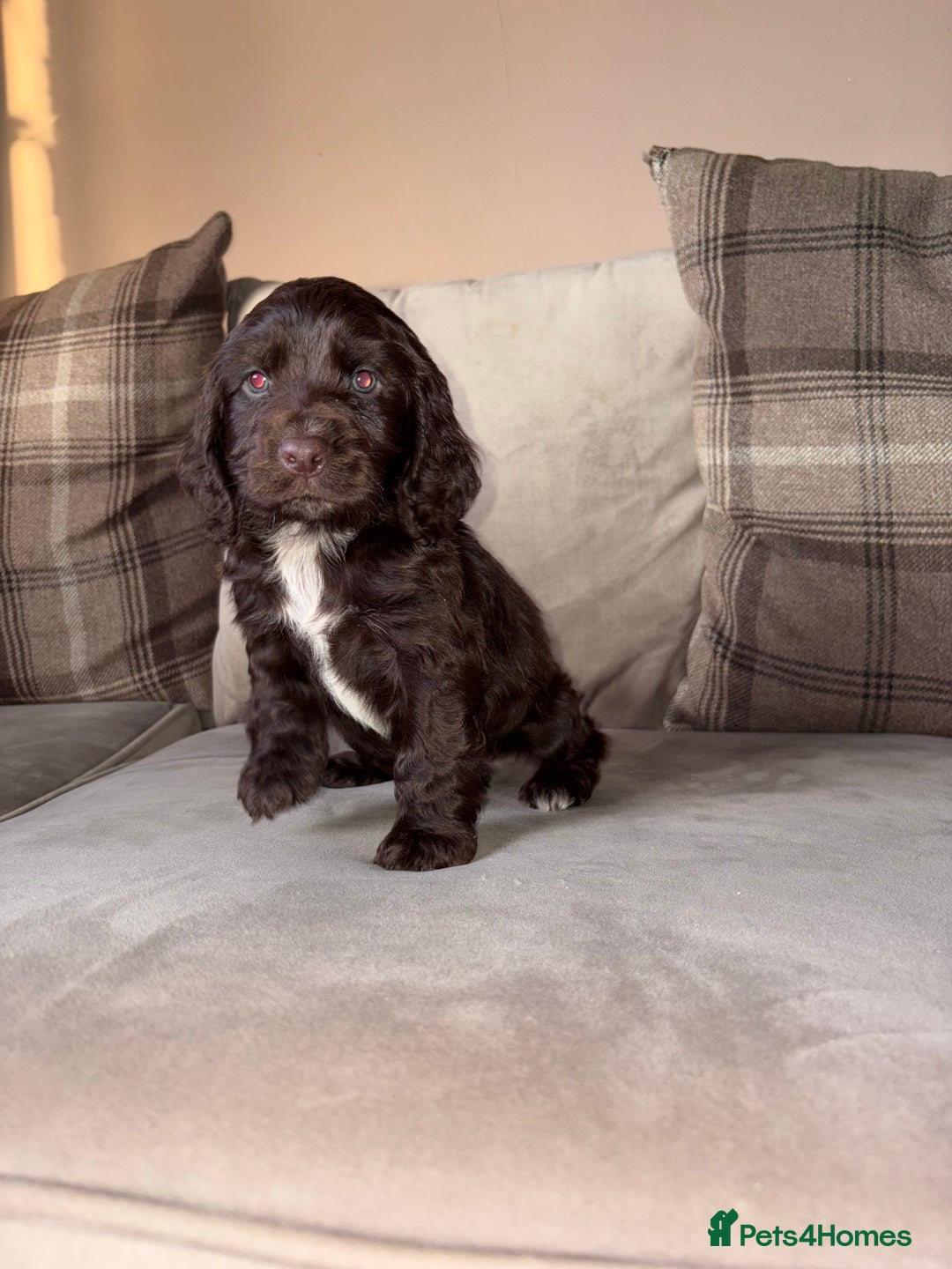 Cocker Spaniel dogs for sale: Cocker spaniel puppies 🐶 - Image 4