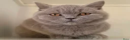 British Shorthair cats for sale: Adorable GCCF REG BSH - ready to leave - Advert 5