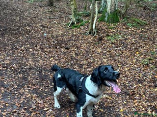 English Springer Spaniel dogs Proven English Springer Spaniel for STUD - Advert 2