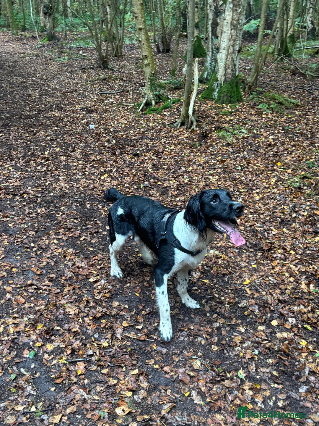 English Springer Spaniel dogs for stud: English Springer Spaniel for STUD - Advert 2