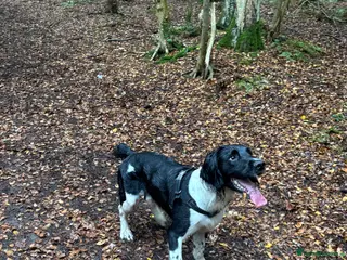 English Springer Spaniel dogs Proven English Springer Spaniel for STUD - Advert 4