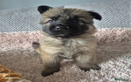 German Shepherd dogs for sale: KC REGISTERED HEALTH TESTED PARENTS READY NOW - Image 9