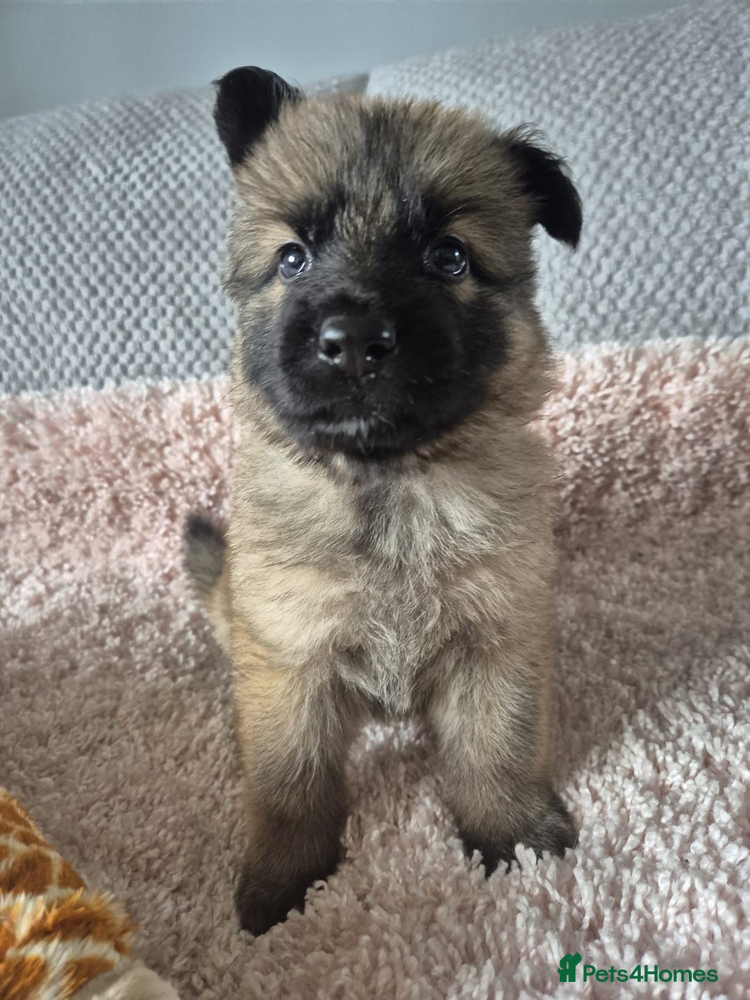 German Shepherd dogs for sale: KC REGISTERED HEALTH TESTED PARENTS READY NOW - Image 9