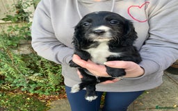 Cocker Spaniel dogs for sale: KC WORKING TYPE COCKER SPANIEL PUPPIES  - Image 2