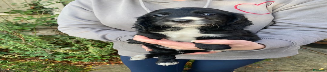 Cocker Spaniel Puppy 3