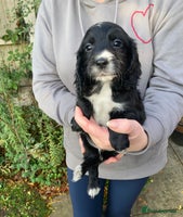 Cocker Spaniel dogs - Advert 5