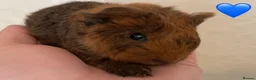 Guinea Pig rodents for sale: Gorgeous baby Guinea pigs - Advert 2