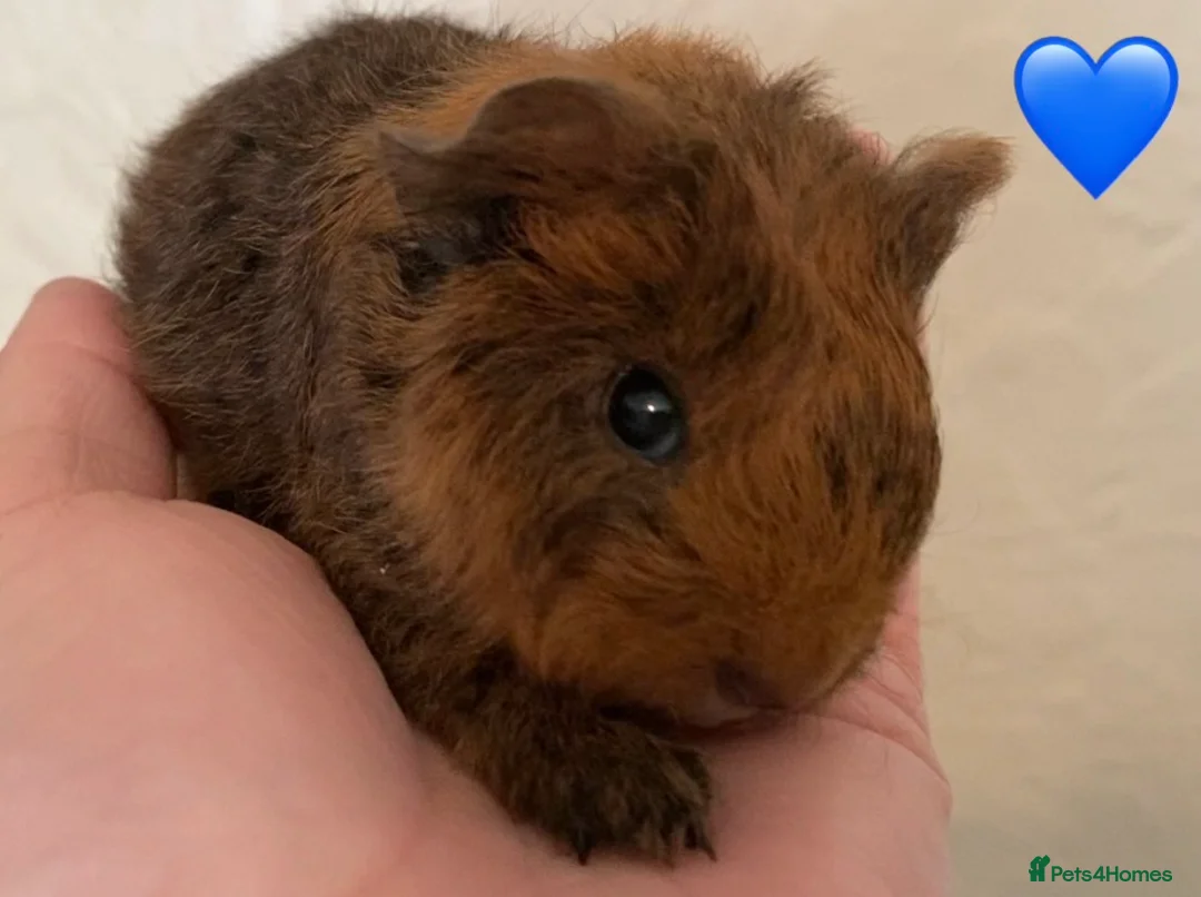 Guinea Pig rodents for sale: Gorgeous baby Guinea pigs - Advert 2