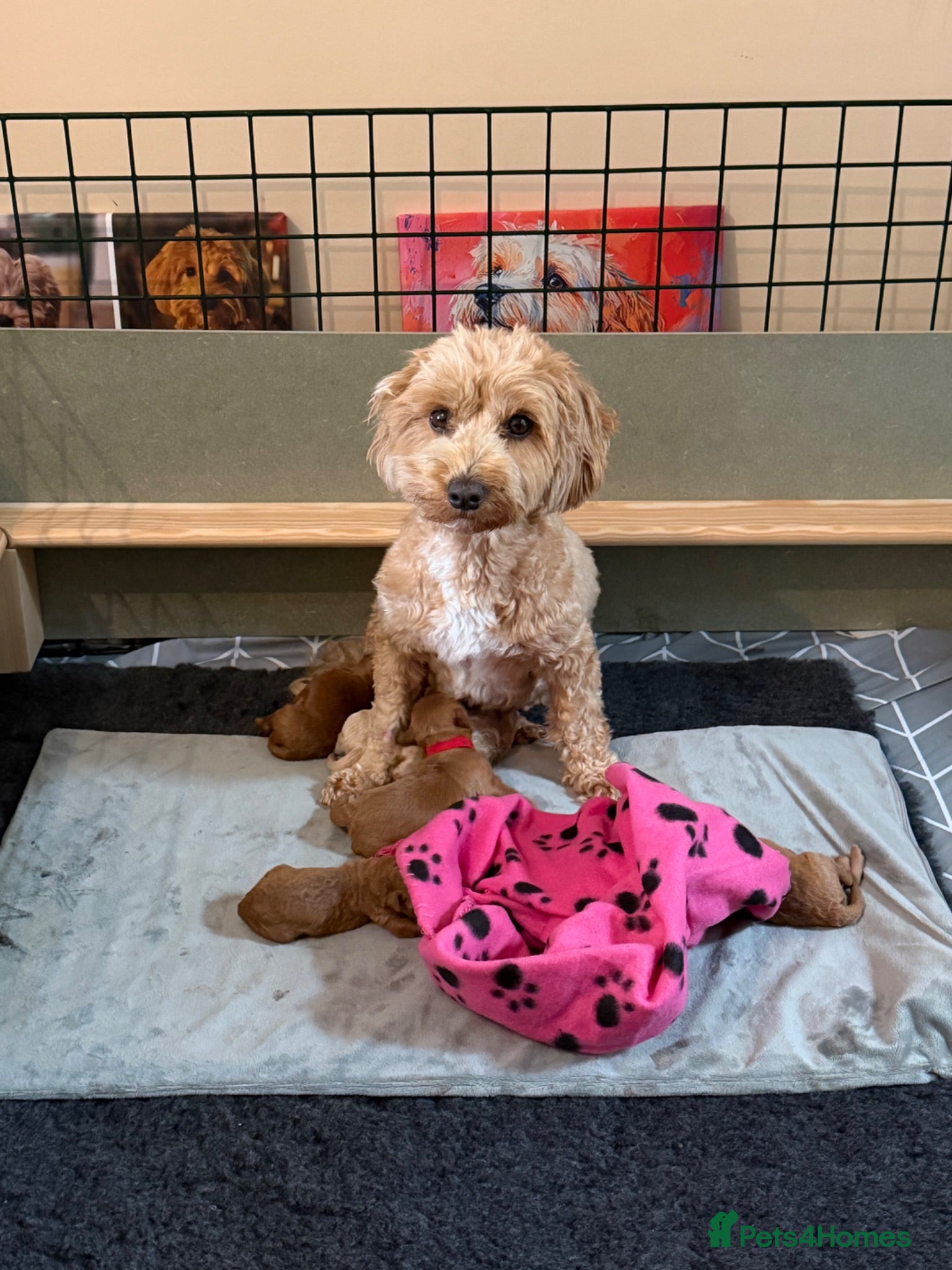 Maltipoo dogs Maltipoo F1B - Advert 1