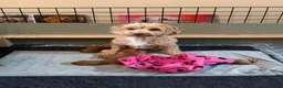 Maltipoo dogs for sale: Maltipoo F1B in Cheadle - Advert 1