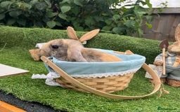 Mini Lop rabbits for sale: Early summer babies - Image 2
