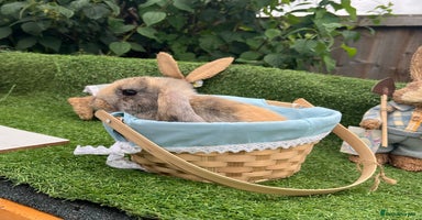 Mini Lop rabbits - Advert 13