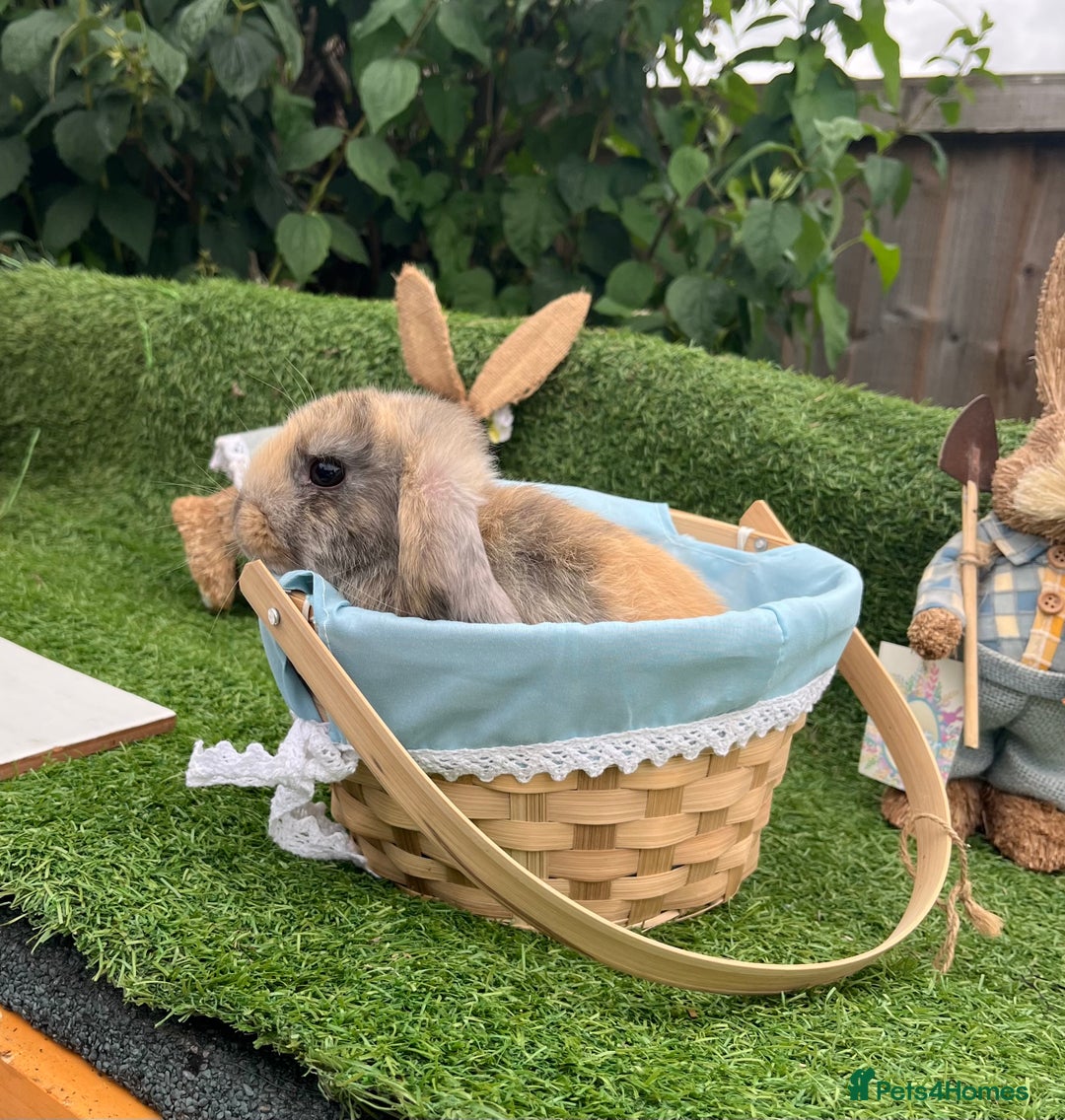 Mini Lop rabbits for sale: Early summer babies - Image 2