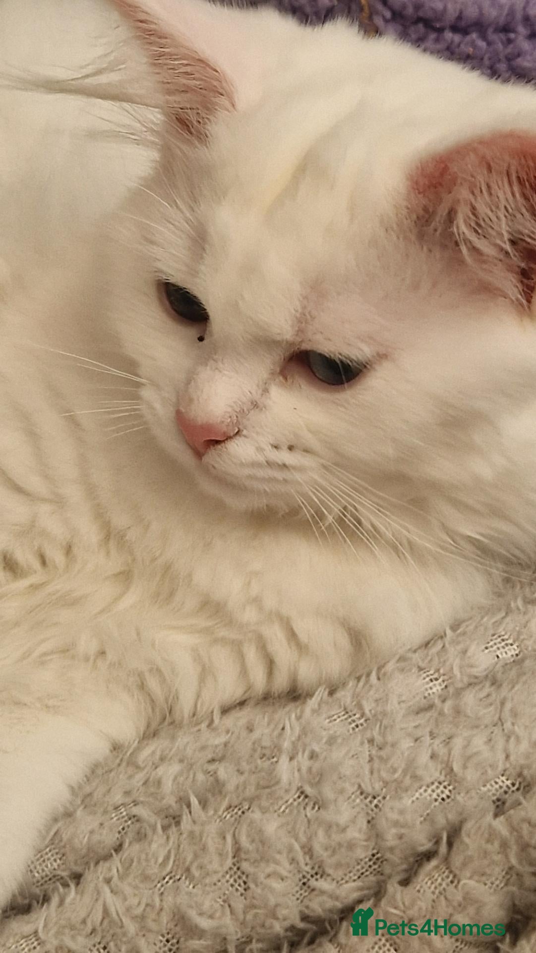 Maine Coon cats Kittens for sale - Advert 11