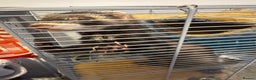 Ferret rodents for sale: Male ferret looking for new home - Advert 2