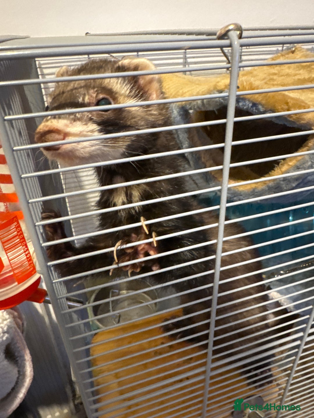 Ferret rodents for sale: Male ferret looking for new home - Advert 2